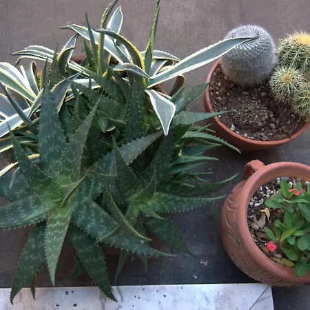 Della Dama Vicino 아파트